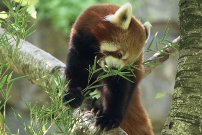 Close-up of a squirrel on tree
