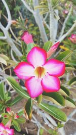 Close-up of pink flower blooming outdoors