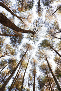 Low angle view of trees in forest