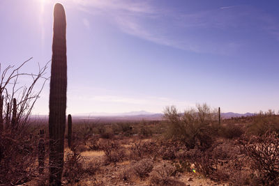 Cactus in foreground. mountains in the distance.