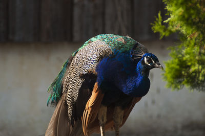 Close-up of peacock on field