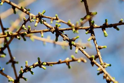 Low angle view of plant on branch against sky