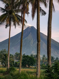 Scenic view of palm trees on landscape against sky