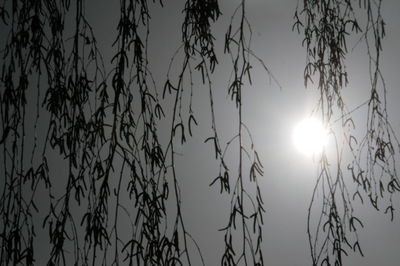 Low angle view of silhouette plants against sky