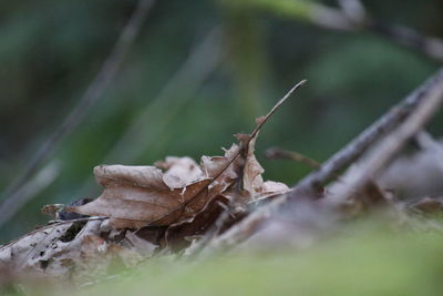 Close-up of lizard on plant