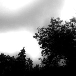 Low angle view of trees against sky