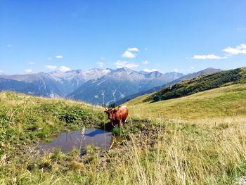 Horse on field by mountains against sky