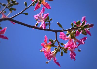 Close-up of pink cherry blossom against blue sky