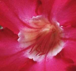 Close-up of pink flower