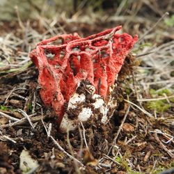 Close-up of red mushroom growing on field