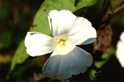 Close-up of white flower