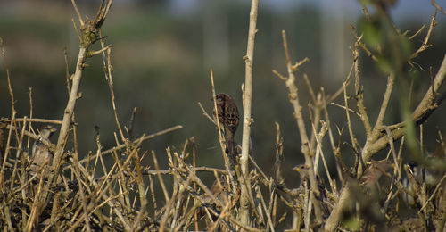 Close-up of dry grass on field