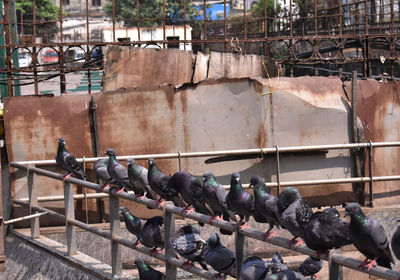 View of pigeons on wall