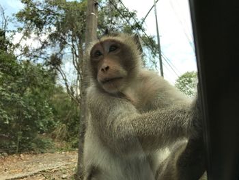 Low angle view of monkey on tree against sky