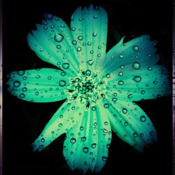 Close-up of wet flower against black background