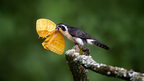 Close-up of bird perching on branch