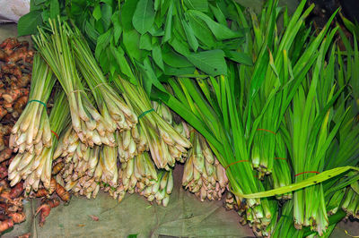 Close-up of fresh green leaves