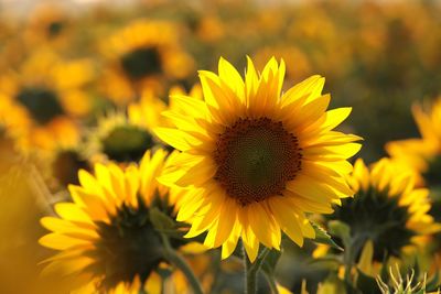 Close-up of yellow sunflower