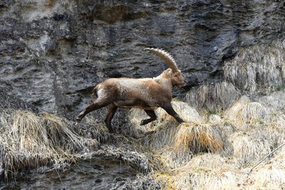 Side view of ibex on rock