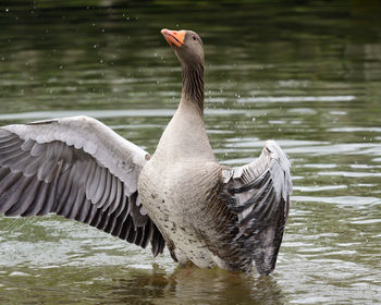 Portrait of a greylag goose  flapping it's wings in the water