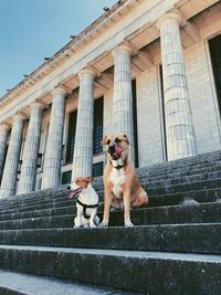 Low angle view of dog by staircase against building