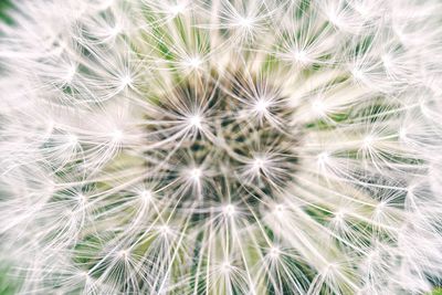 Close-up of dandelion