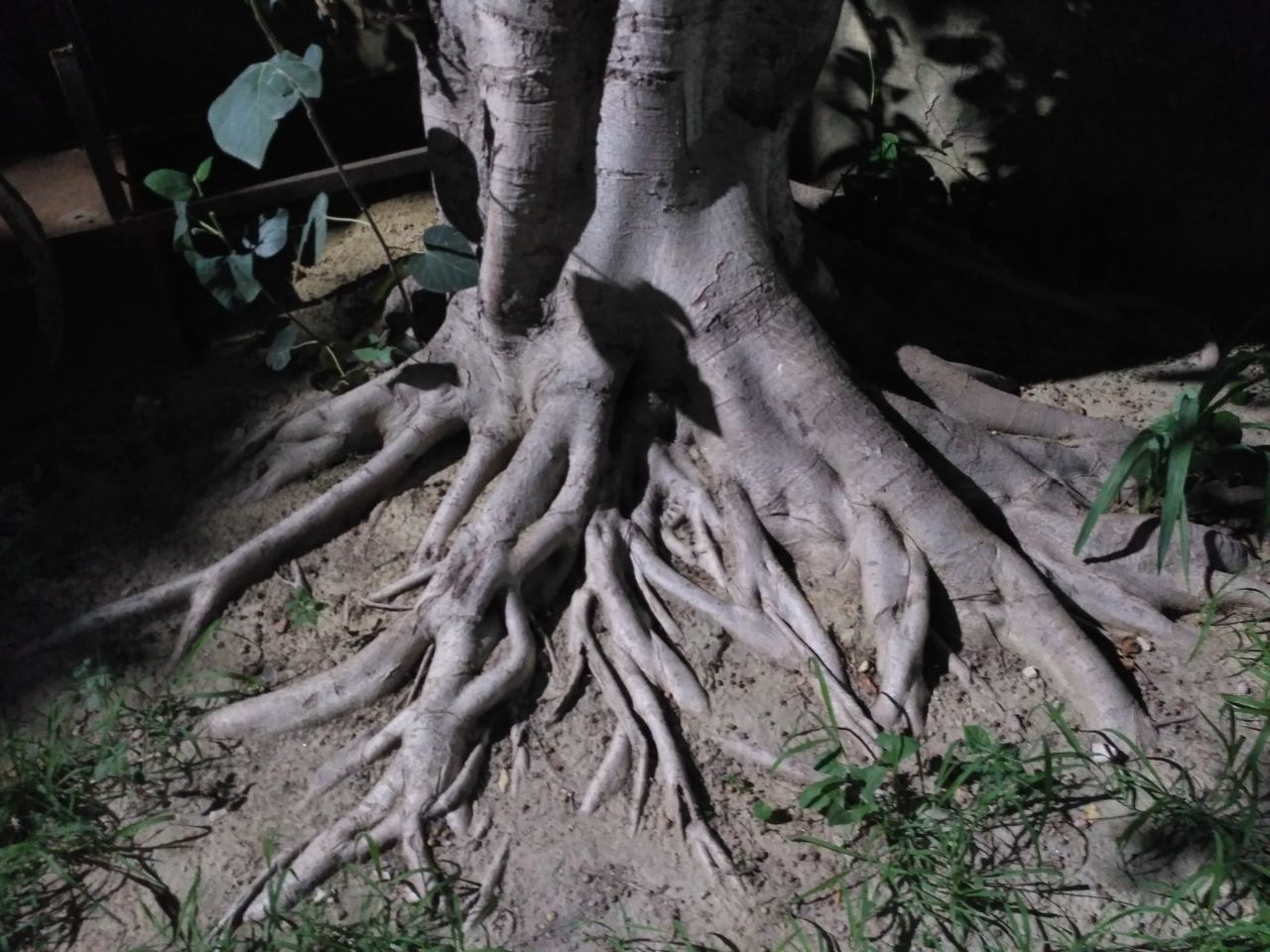 plant, tree, growth, plant part, nature, no people, day, leaf, root, land, tree trunk, trunk, field, body part, outdoors, high angle view, bone, forest