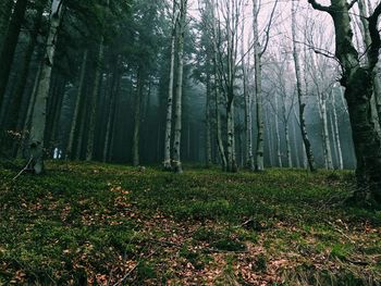 Trees in forest