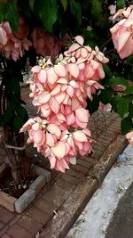 Close-up of pink flowers