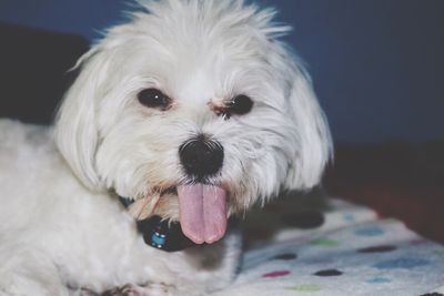 Close-up portrait of white dog sticking out tongue