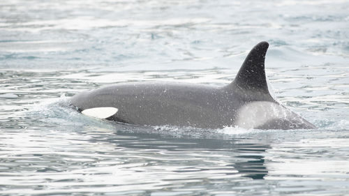 Killer whale swimming in sea