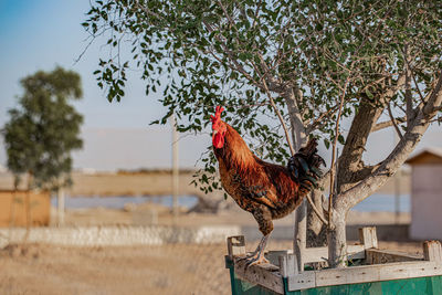 Bird on a tree