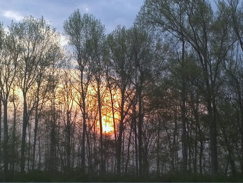 Low angle view of trees at sunset