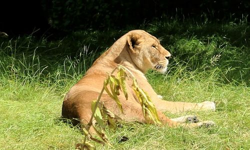 Portrait of lion
