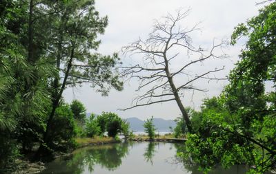 Scenic view of lake in forest against sky
