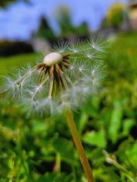 Close-up of dandelion on plant