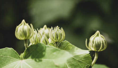 Close-up of flowering plant leaves