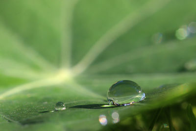 Close-up of raindrops on leaf