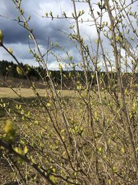 Plants growing on field against sky