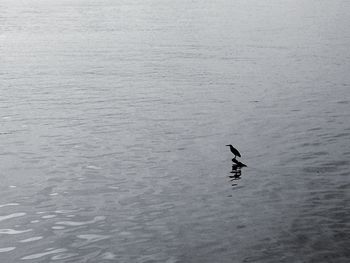 High angle view of bird swimming in sea