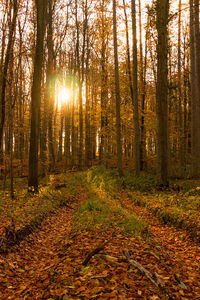 Trees in forest during sunset