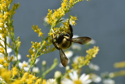 Close-up of bee pollinating flower