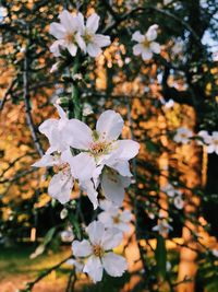 Close-up of white cherry blossoms in spring