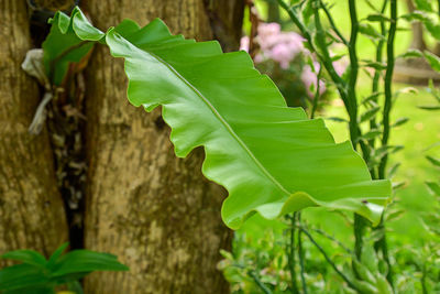 Close-up of fresh green plant