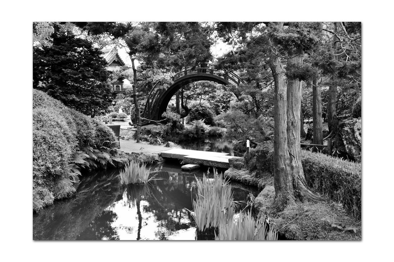 REFLECTION OF TREES ON BRIDGE AGAINST PLANTS