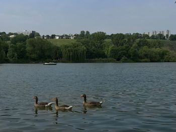 Ducks swimming in lake