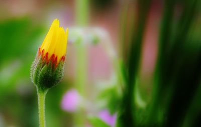 Close-up of yellow flower bud growing outdoors