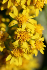 Close-up of yellow flowers