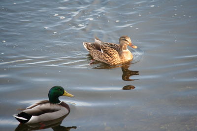 Duck swimming in water