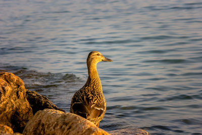 Duck swimming in lake